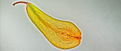 After Work-Kursreihe: Still-Life @Home